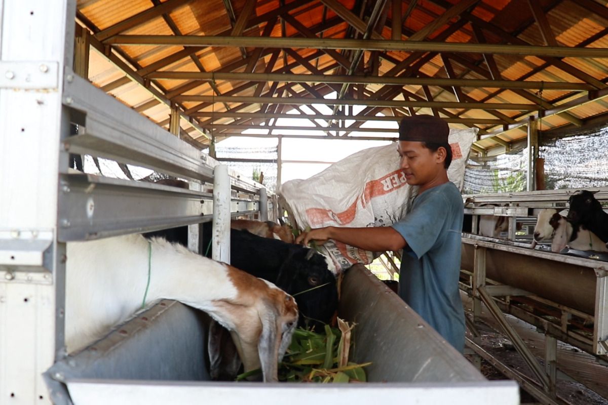 ADARO dampingi pertenakan kambing di Pesantren melalui PASS