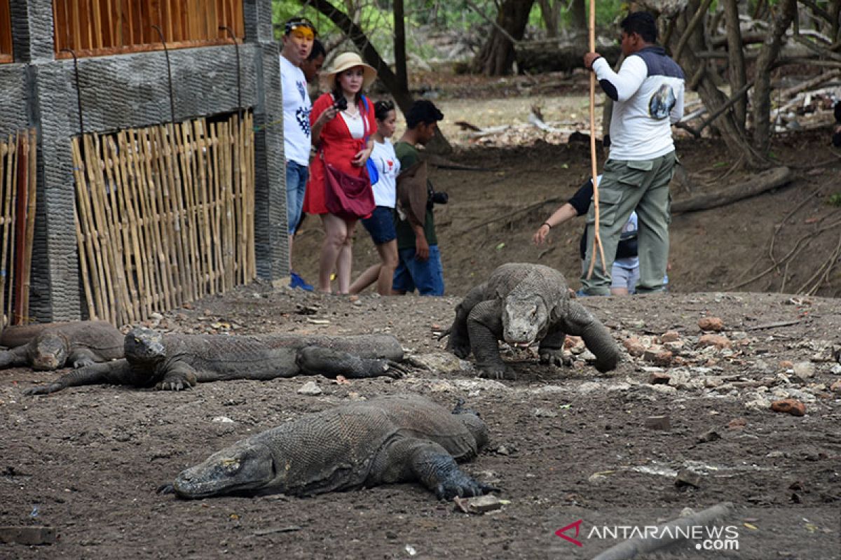 Luhut pastikan pemerintah tetap promosikan pariwisata komodo