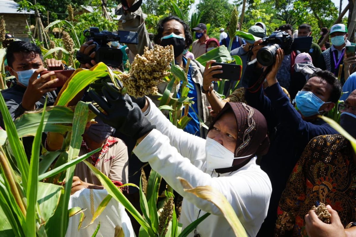 Tahura Lempung Surabaya diproyeksikan jadi tempat pelestarian alam