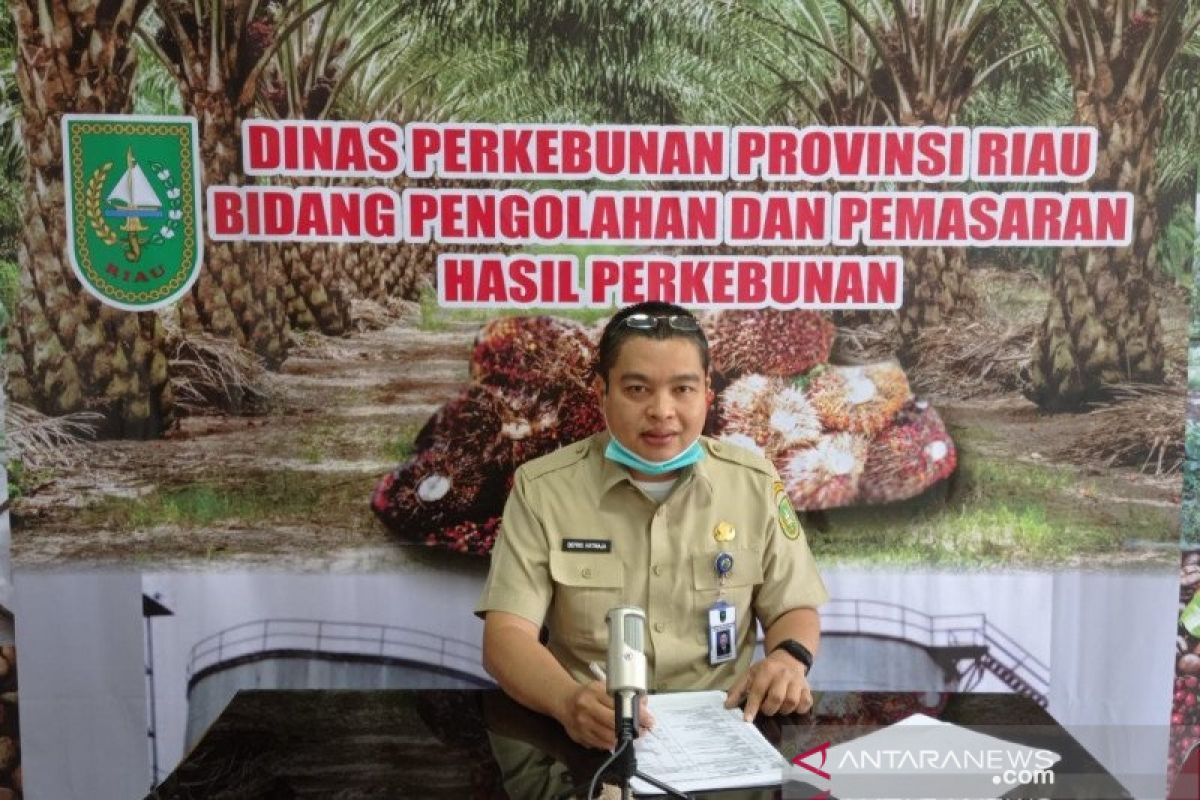 Harga sawit Riau turun Rp20,9/kg