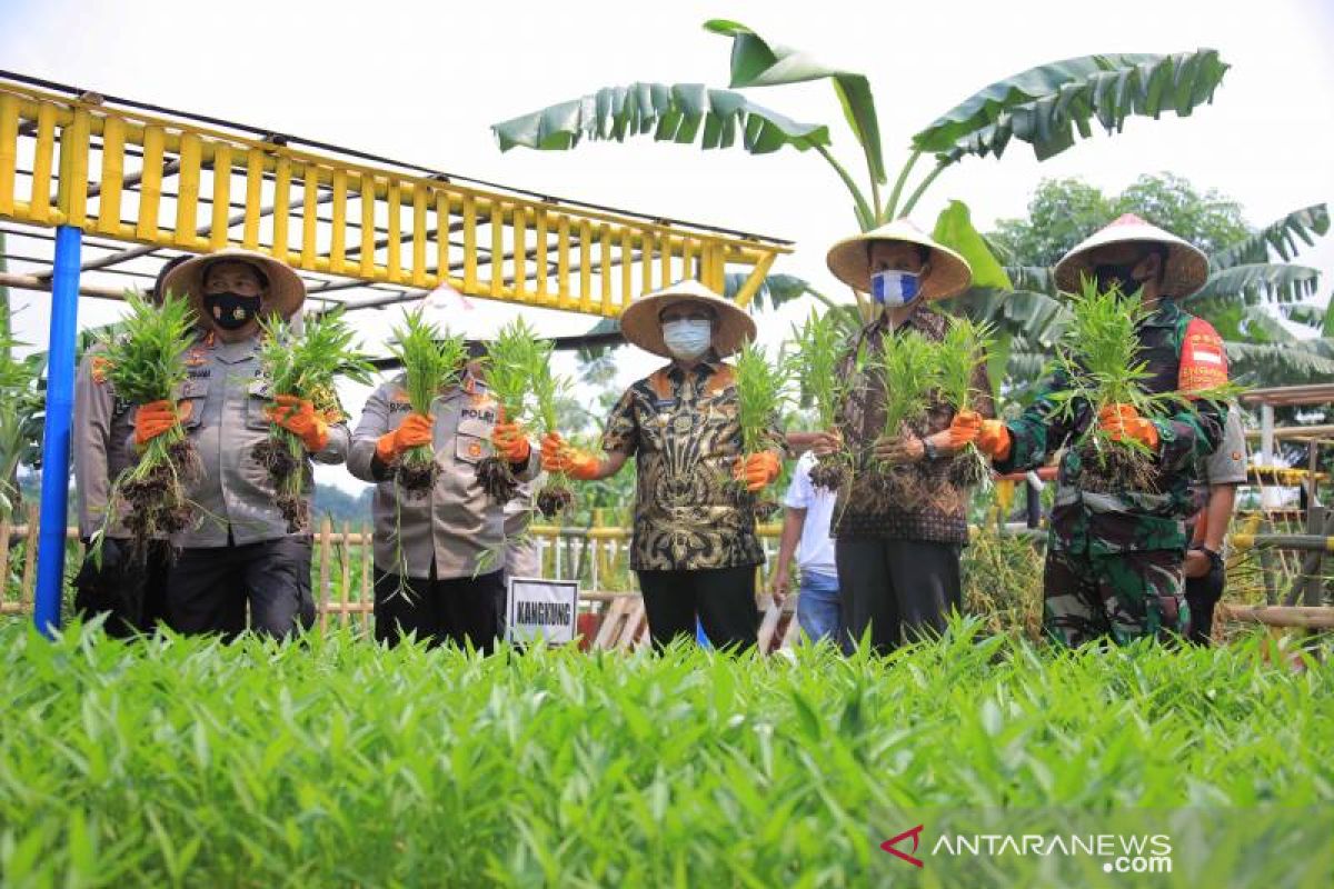 10 hektare lahan tidur Tangerang dimanfaatkan jadi ketahanan pangan