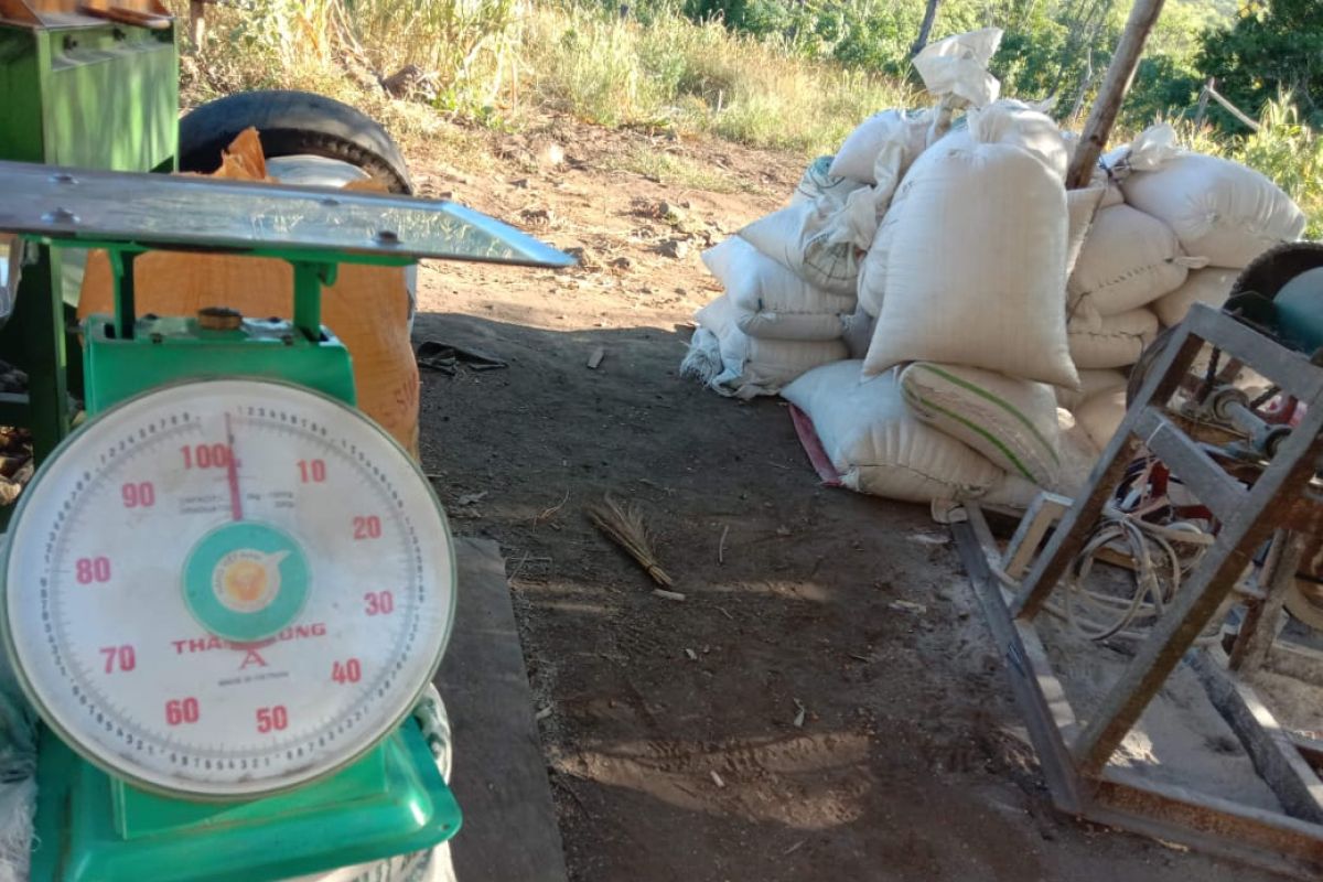 Petani Flores Timur produksi jagung penuhi kebutuhan penerima PKH