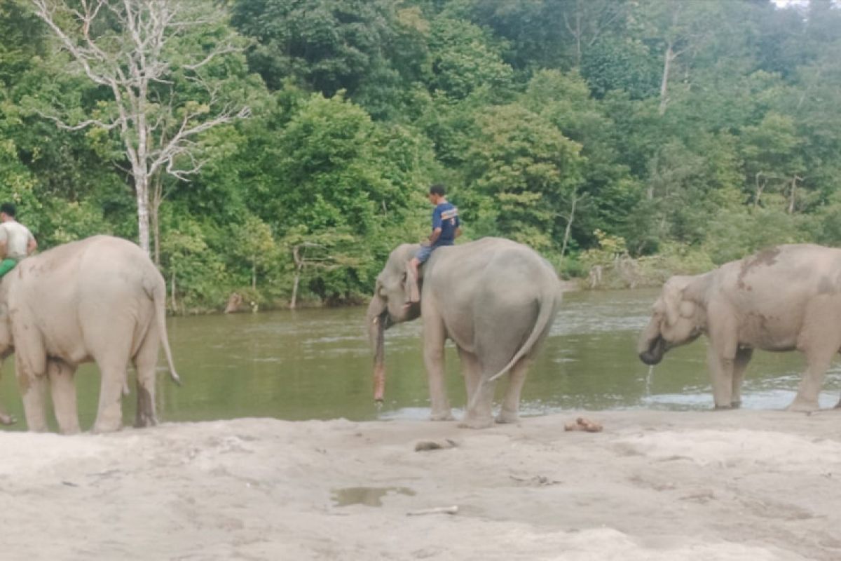 Konflik gajah dan manusia, salah siapa?