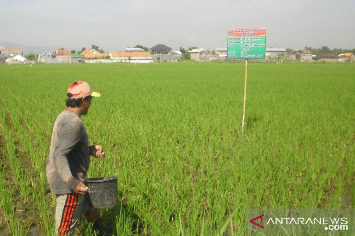 Pemkab Probolinggo dapat tambahan kuota pupuk bersubsidi 11.247 ton