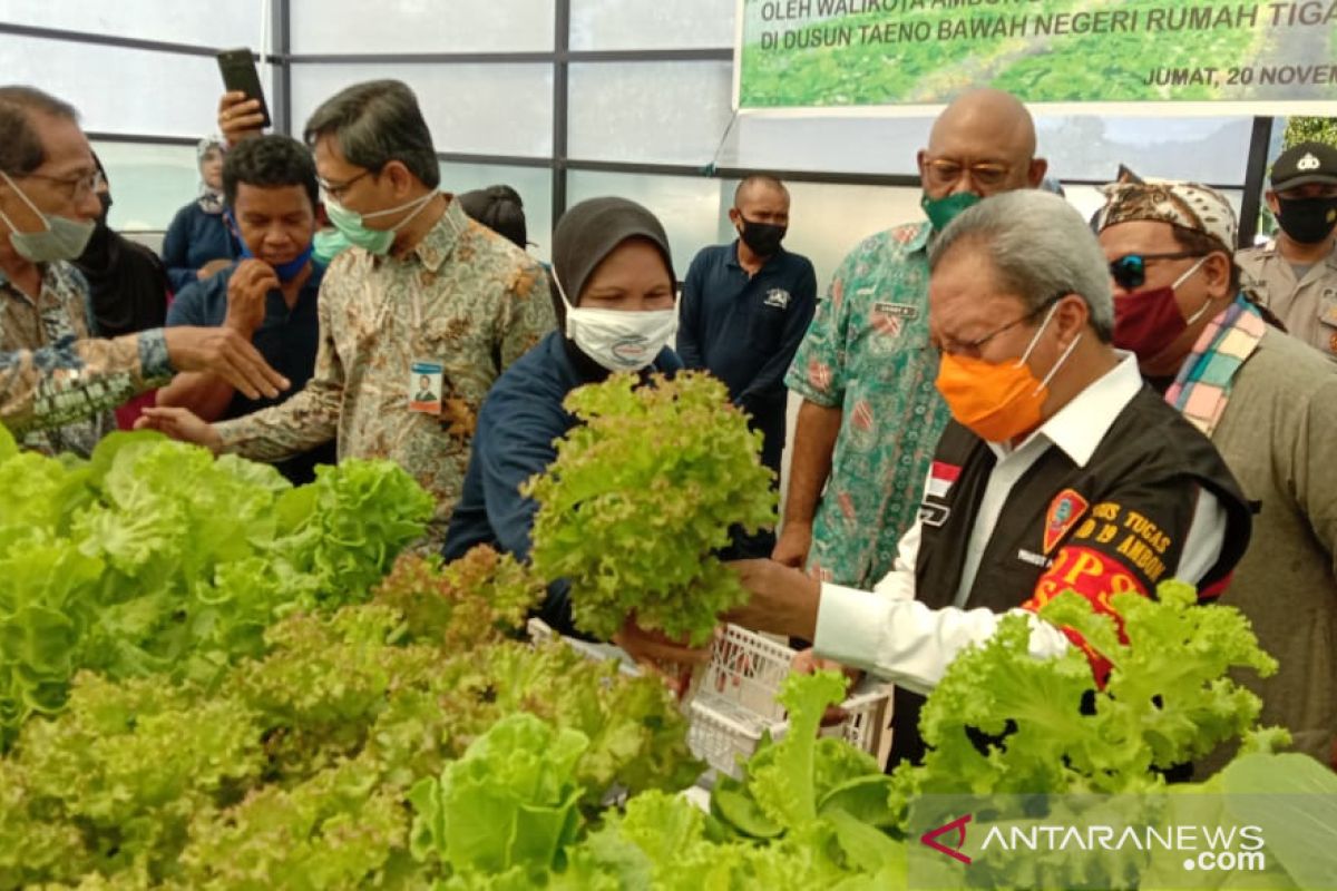 Pemkot Ambon imbau masyarakat manfaatkan pekarangan kembangkan tanaman hidroponik