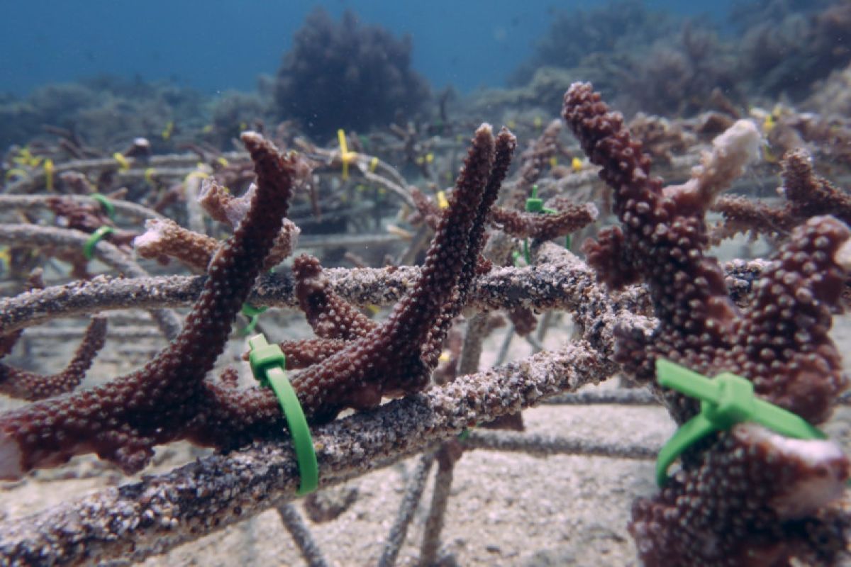 KKP tanam ribuan fragmen karang pulihkan ekosistem dan ekonomi