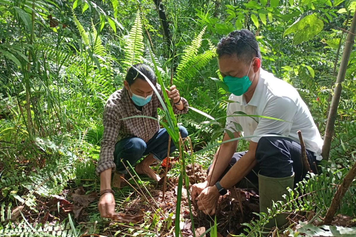 Ini cara Edi Kamtono menghijaukan Kota Pontianak