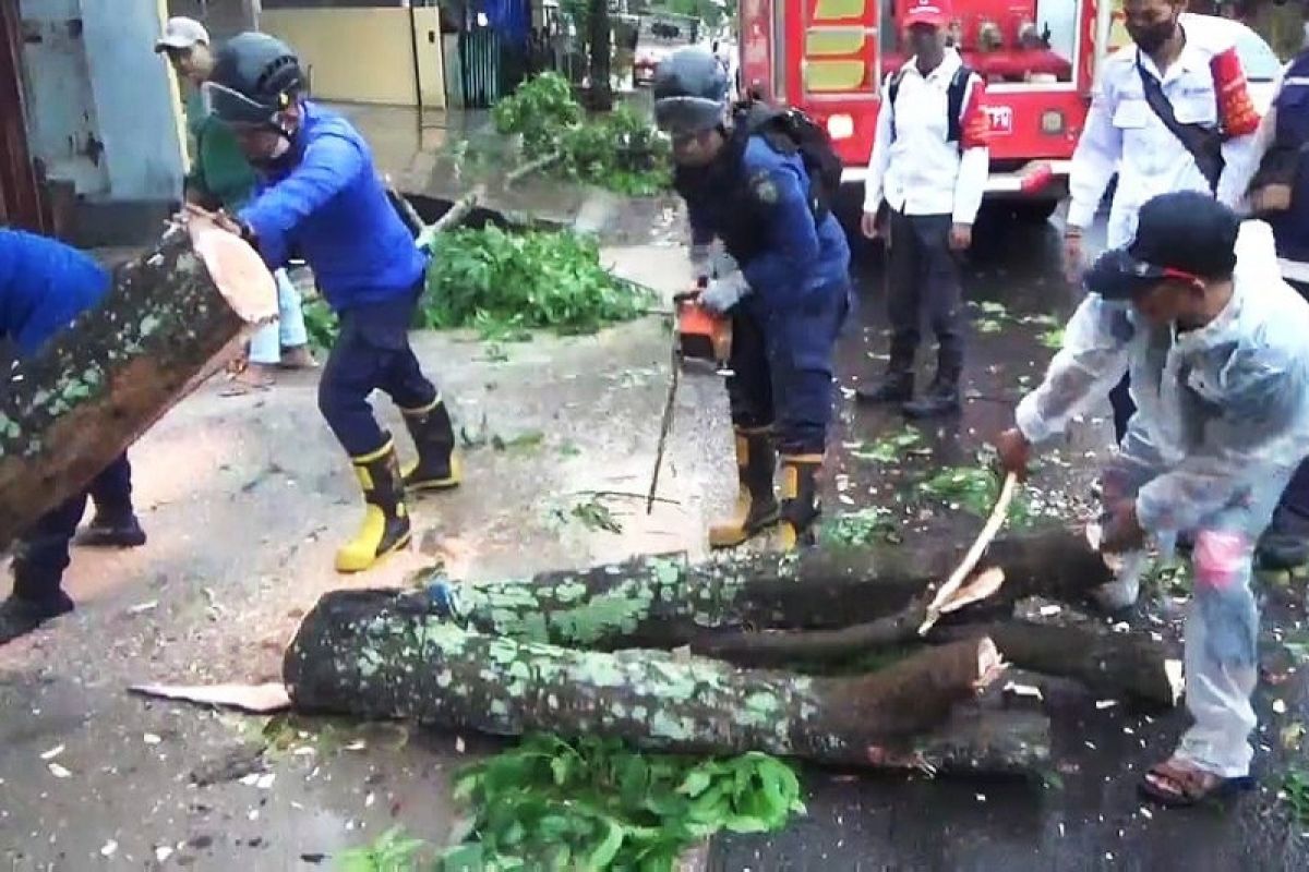 Pengendara jadi korban pohon tumbang di Sampit