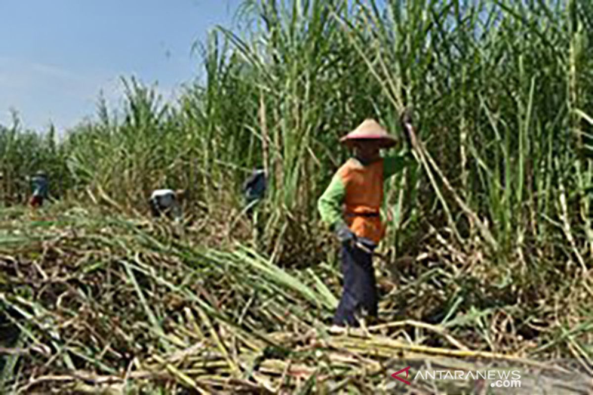 Gebrakan menuju swasembada gula nasional 2025