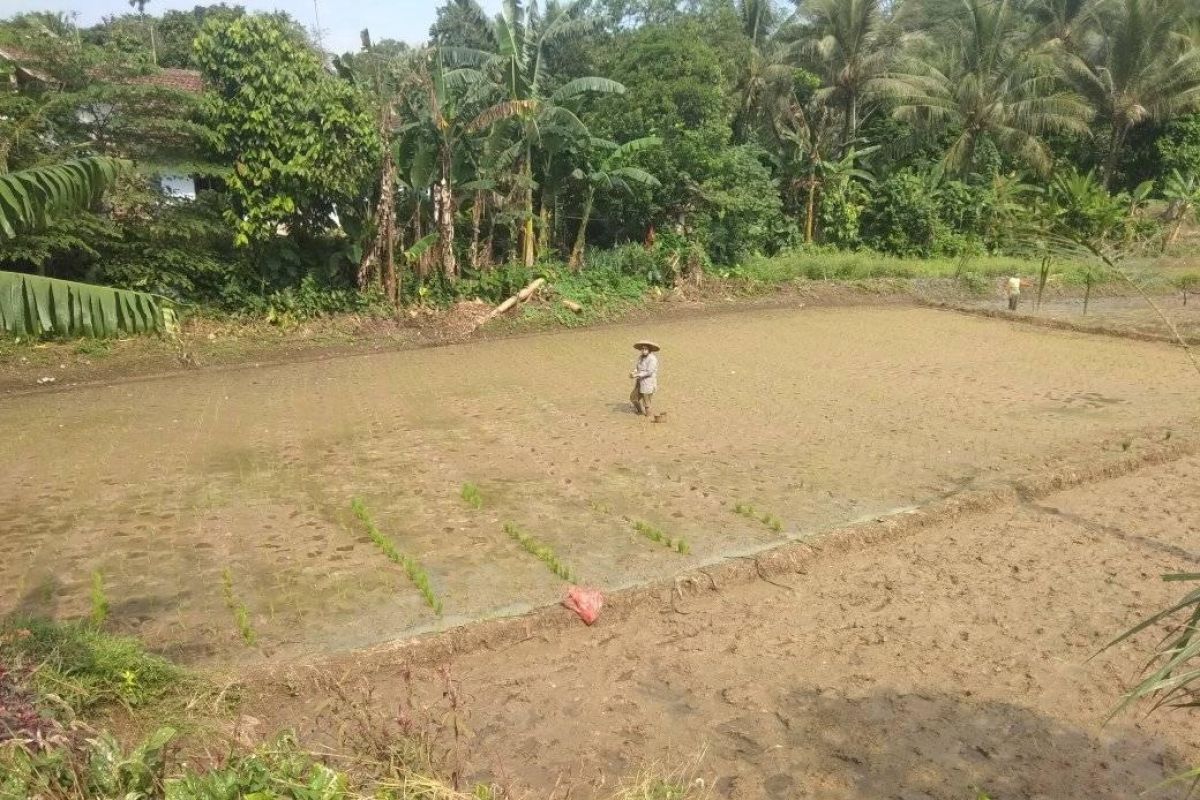 Distanbun Lebak imbau petani percepat masa tanam