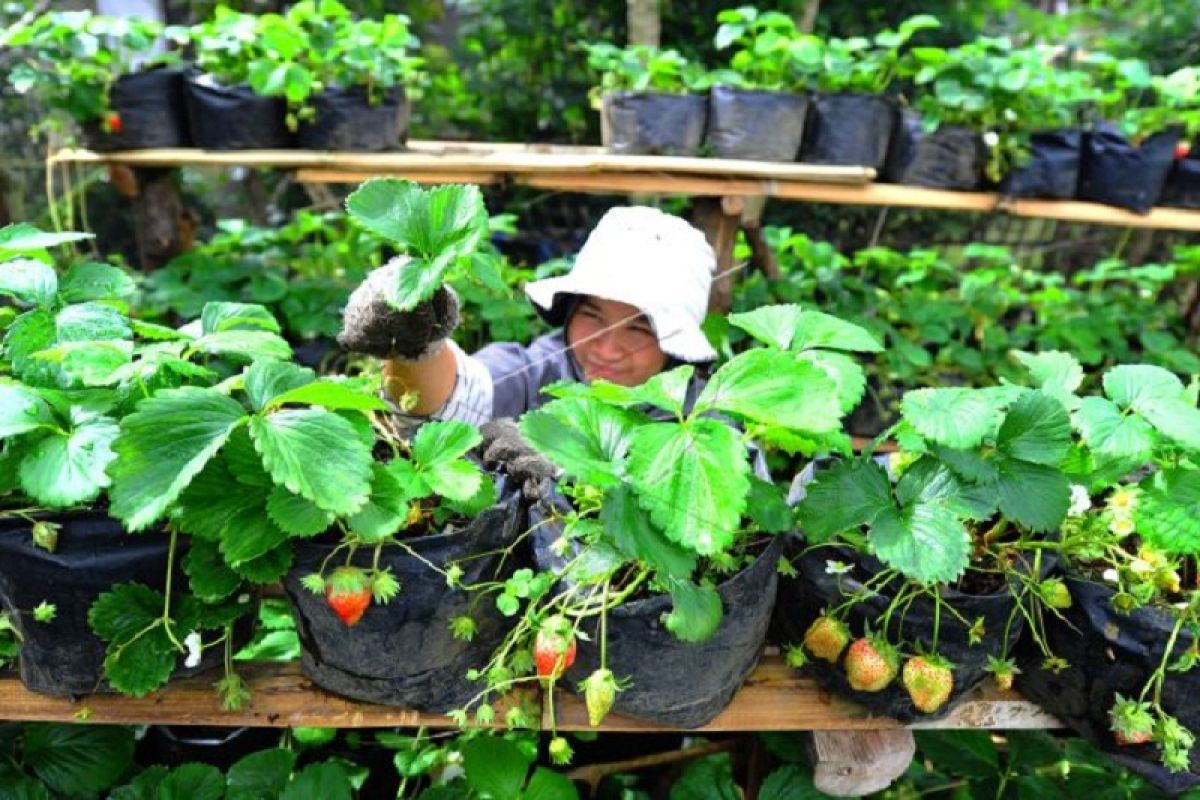 Warga manfaatkan Bantuan Sosial Tunai untuk usaha pertanian