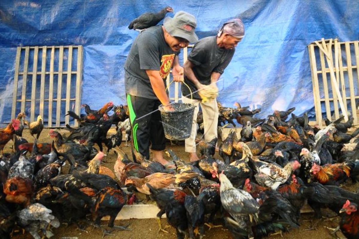Equitas Global masih temukan praktik ternak ayam berisiko