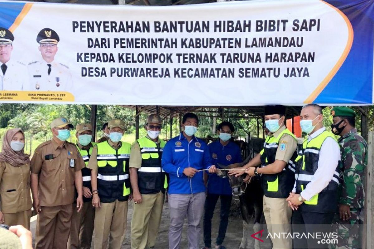 Serahkan bantuan sapi, Pemkab Lamandau dorong pengembangan peternakan