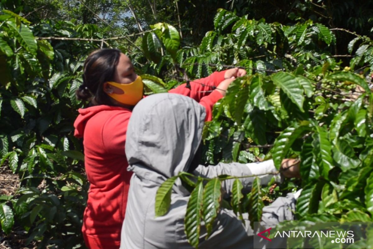 Perempuan Desa Alitupu-Poso  dilatih mengolah kopi jadi sumber ekonomi