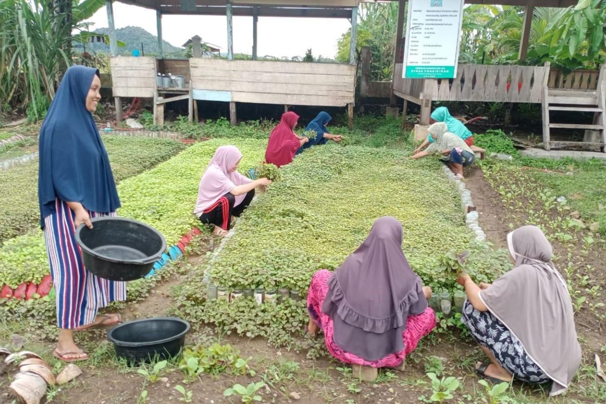 Tetap produktif ditengah pandemi, Ibu-ibu di Aceh Jaya tanam sayur untuk bantu ekonomi keluarga