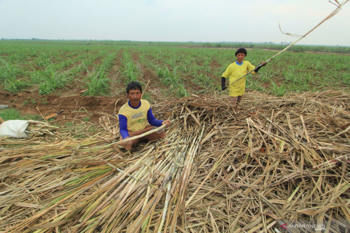 Pemerintah bangun ketahanan petani tebu melalui investasi di PTPN Grup