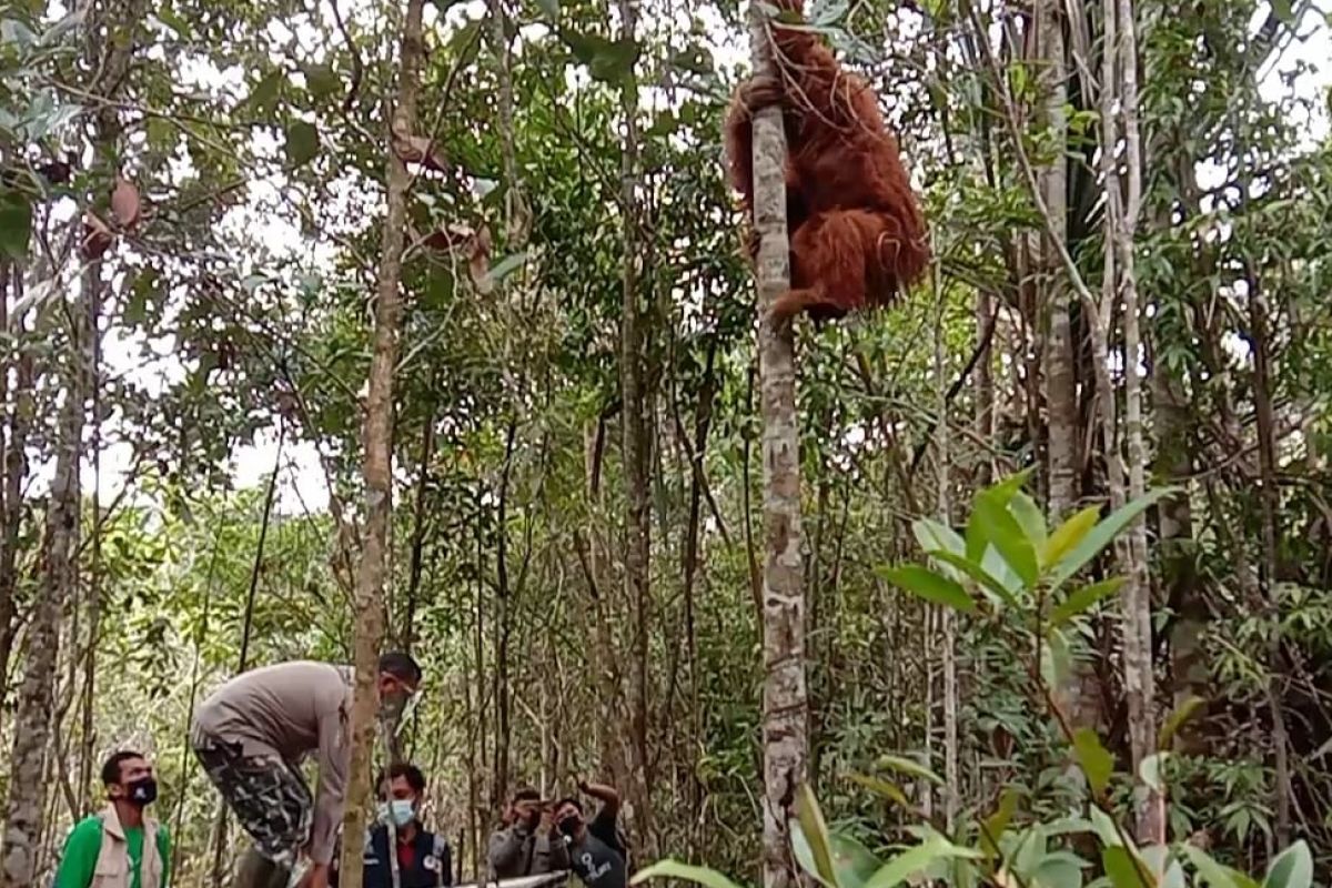 BBKSDA Sumut lepasliarkan orangutan  Tapanuli di Dolok Sipirok