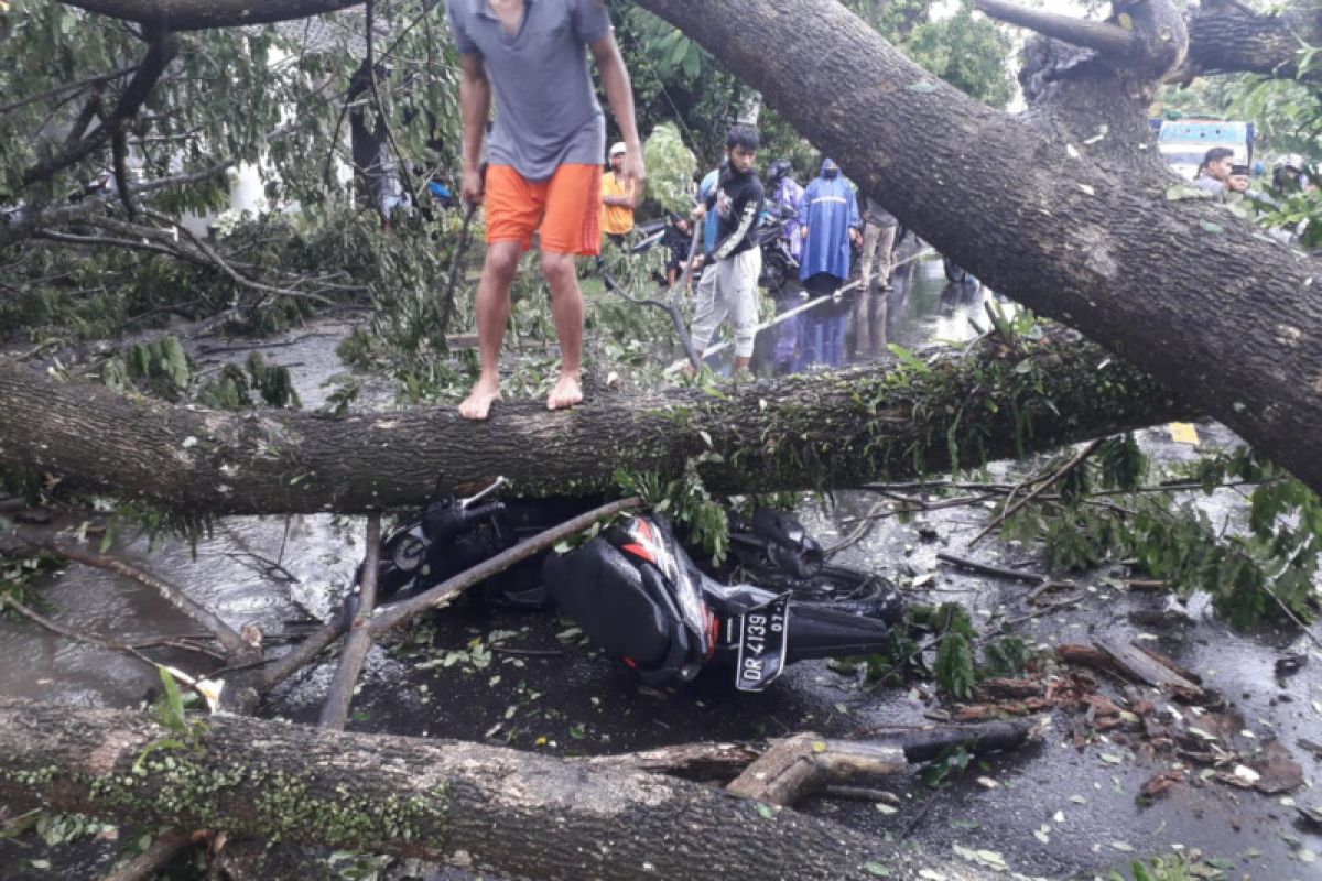 Warga Dasan Agung Mataram meninggal setelah motornya tertimpa pohon tumbang di Loteng