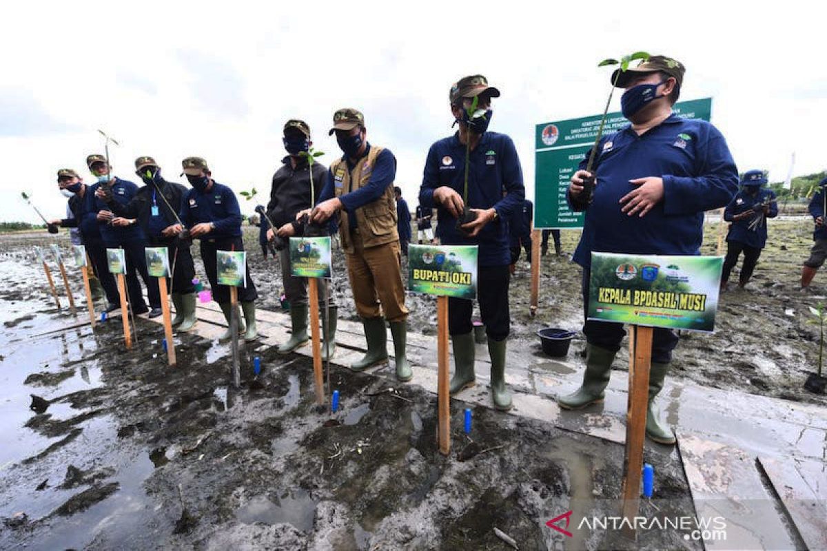 Program padat karya tanam mangrove dijalankan di Ogan Komering Ilir