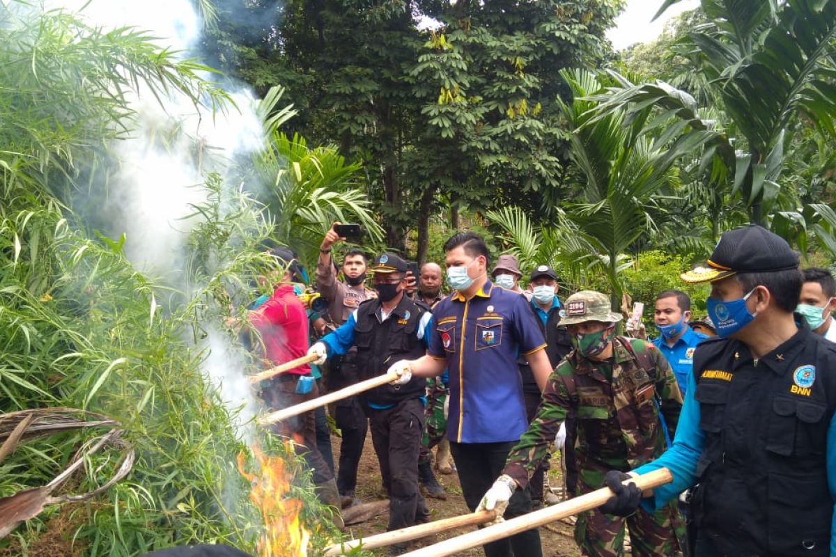 BNN RI musnahkan 30 ribu batang pohon ganja di Aceh Utara