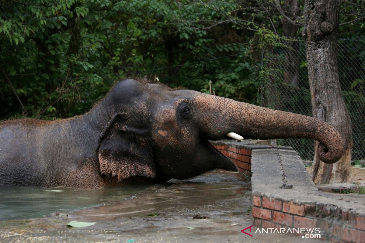 Akibat perawatan buruk, gajah di kebun binatang Pakistan mati