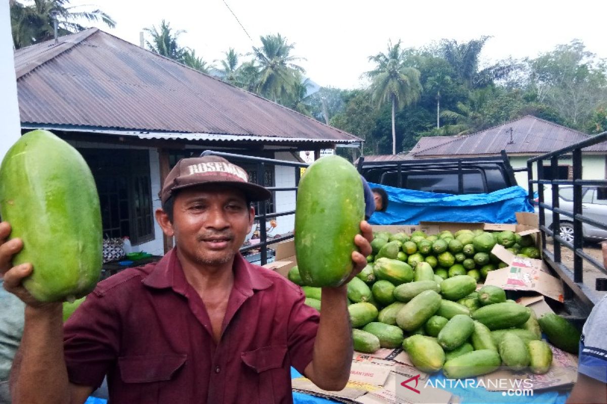 Lupakan sayur mayur, petani Tapsel mulai budidaya pepaya