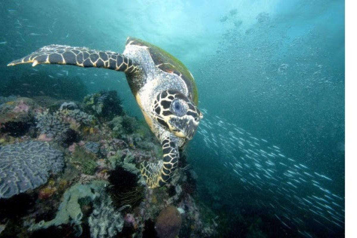 Mary Kay to support sea turtle conservation efforts and promote sustainable eco-tourism practices with the Nature Conservancy in the Solomon Islands