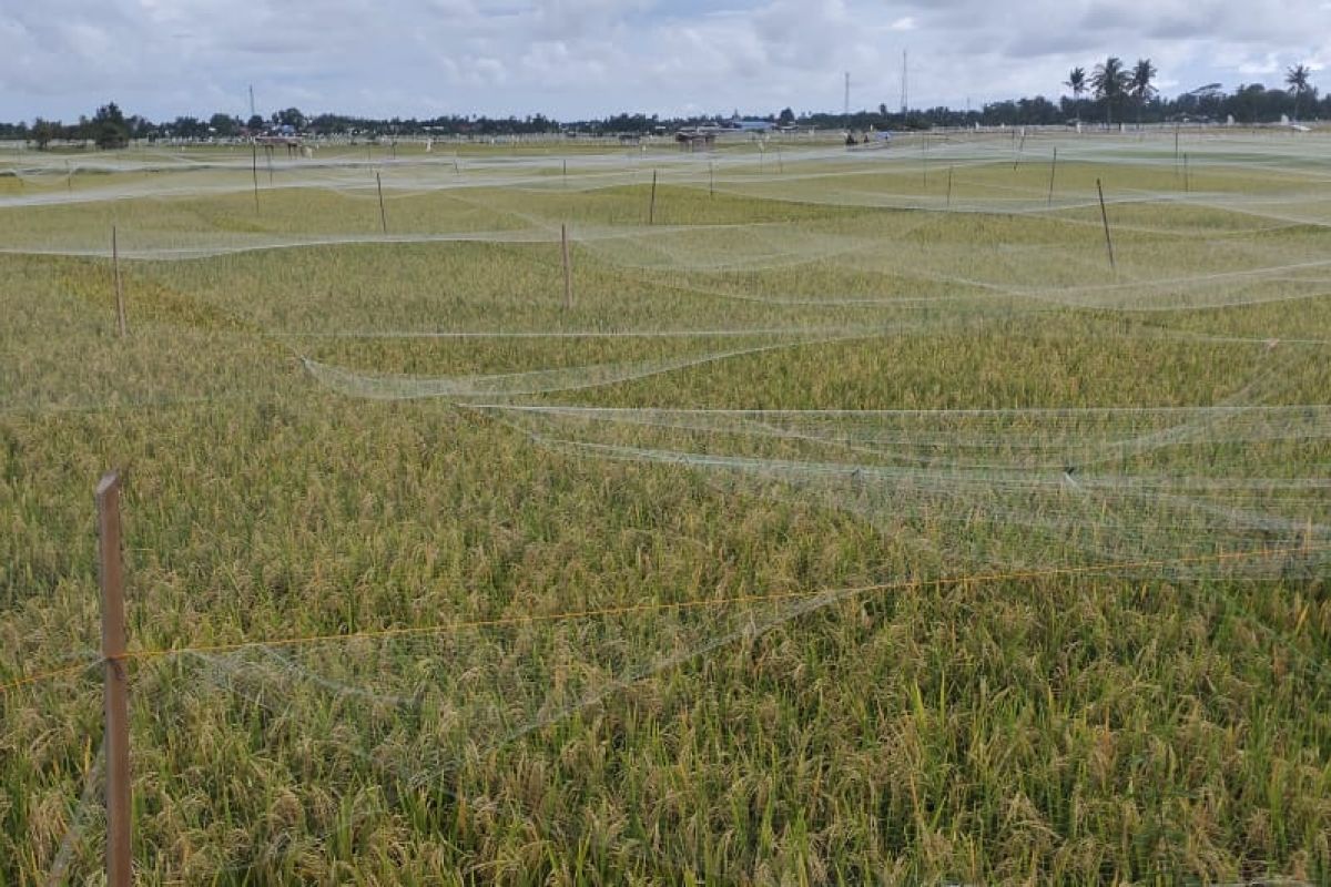 Petani Abdya pasang kelambu antisipasi serbuan burung pipit