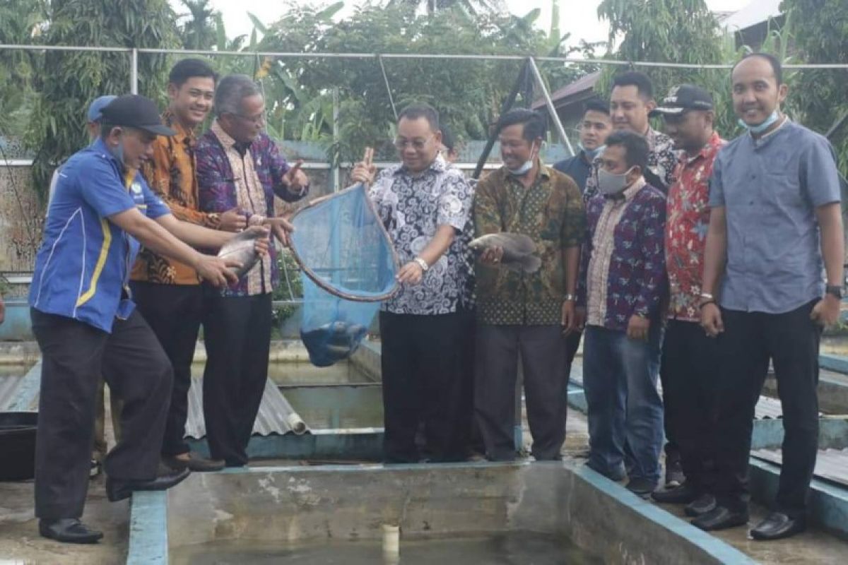 Wali Kota Binjai Muhammad Idaham panen ikan budidaya