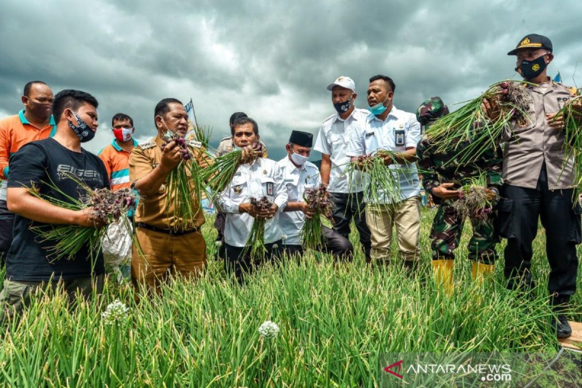 Wali Kota Padangsidimpuan bersama kelompok tani panen bawang merah