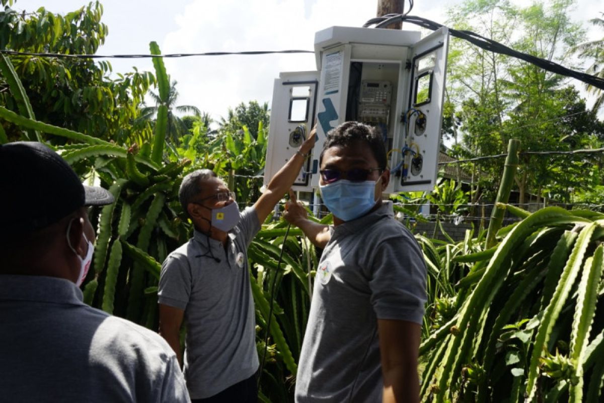 PLN NTB membantu petani buah naga berproduksi secara berkelanjutan