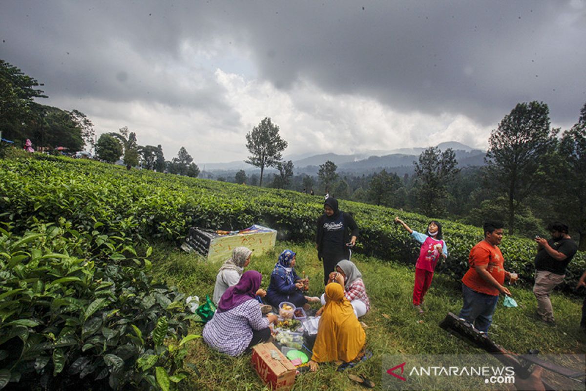 Perlunya upaya mengangkat lagi teh Indonesia