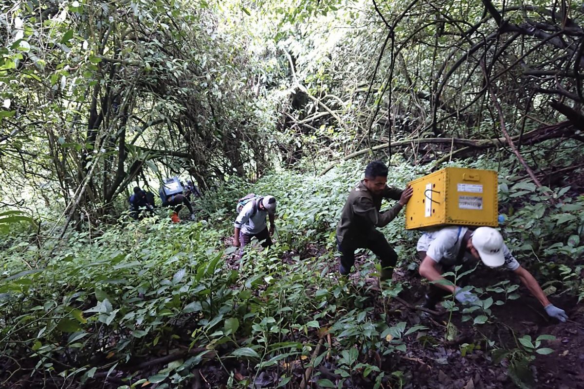 Usai karantina,  tujuh ekor lutung Jawa dilepasliarkan ke habitatnya