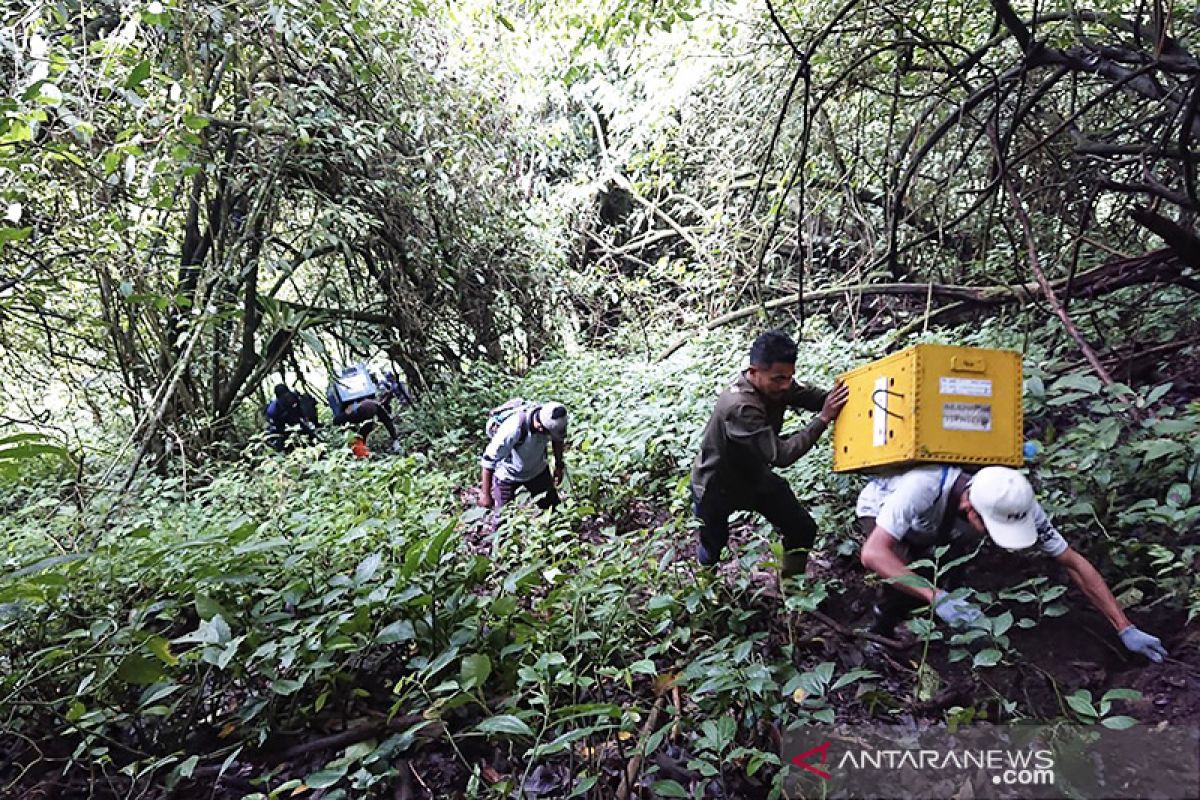 Tujuh ekor lutung Jawa dilepasliarkan di Gunung Biru Kota Batu