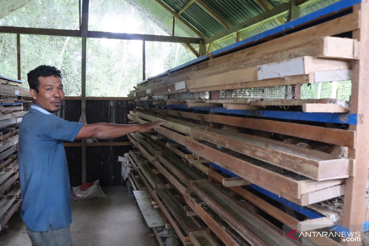Desa Kaluat Pariaman bina warga budidayakan puyuh hingga beromzet jutaan rupiah (Video)