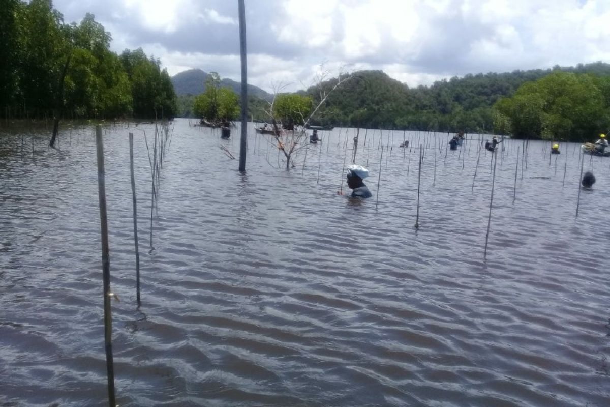 Balai Pengelolaan Hutan Lindung tinjau tanaman mangrove di Jayapura