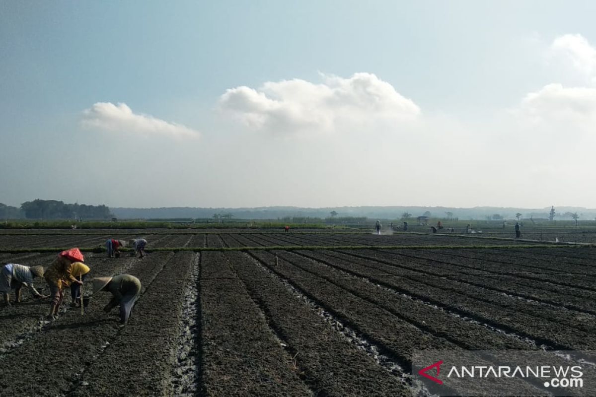 Gunung Kidul mendorong petani tanam bawang merah