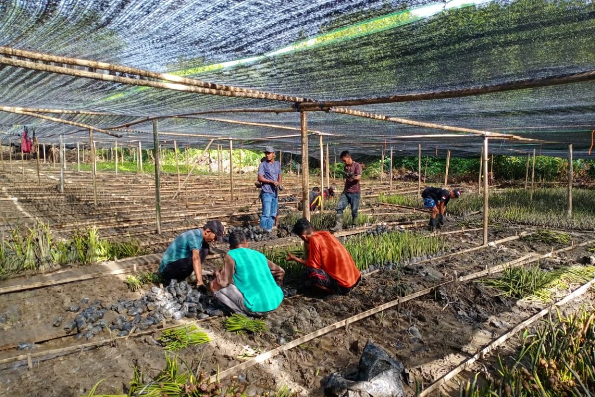 Bantuan pusat mampu dongkrak ekonomi rakyat di masa pandemi COVID-19