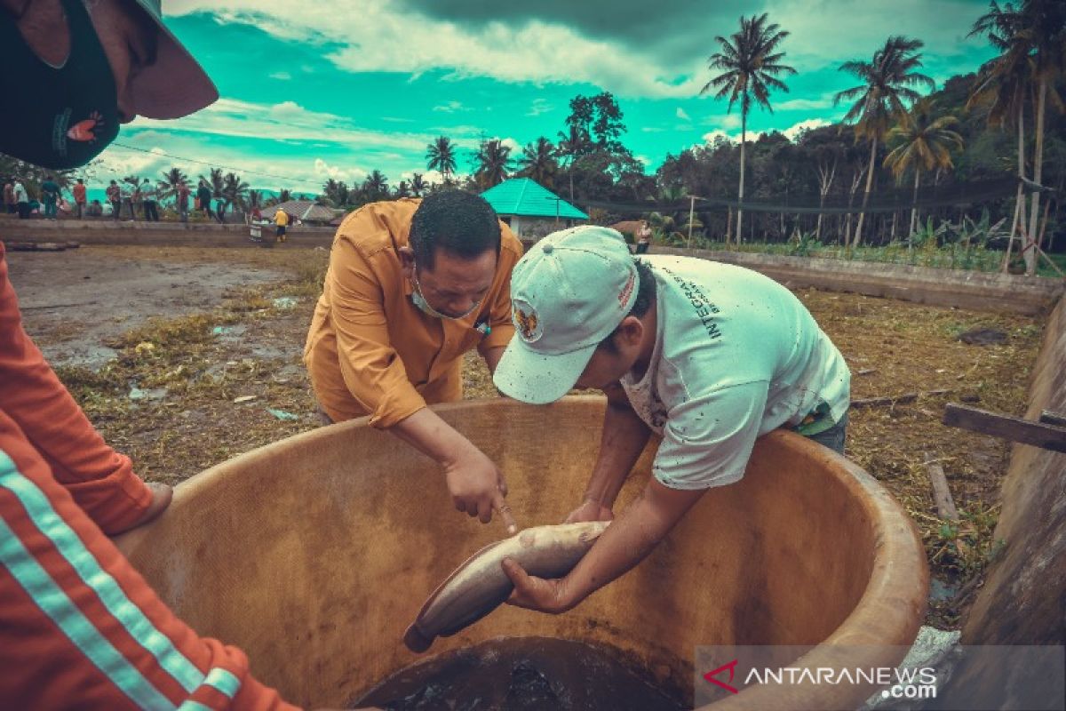 Menjaga ketahanan pangan, Wali Kota Padangsidimpuan panen ikan