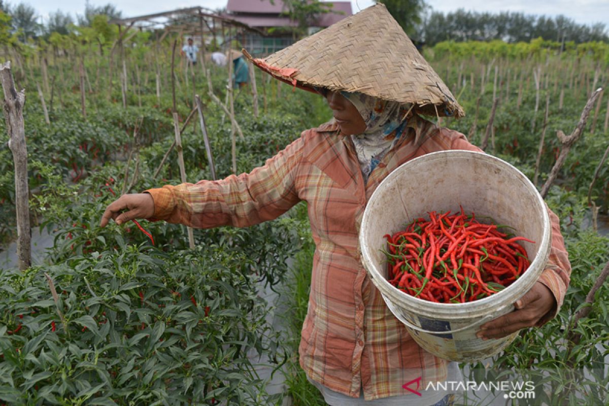 Panen cabai saat harga naik