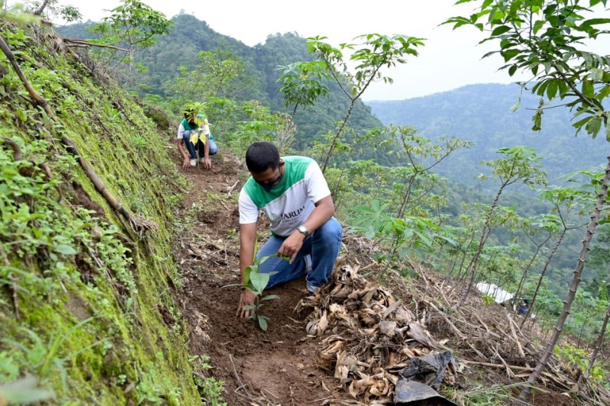 Petani di Kudus dilibatkan dalam penanaman 67.000 bibit pohon