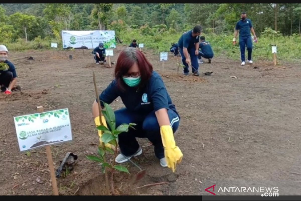 Jasa Raharja Babel Tanam 336 Bibit Pohon di Kawasan Wisata Bukit Pinteir