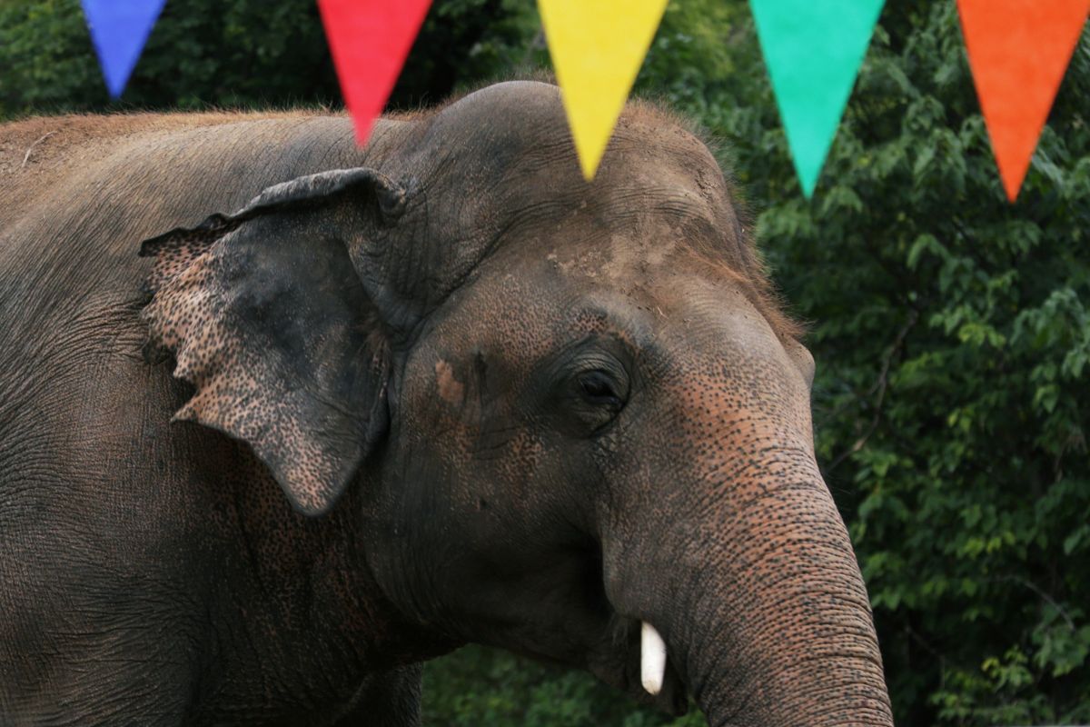 Cher pergi ke Pakistan selamatkan gajah