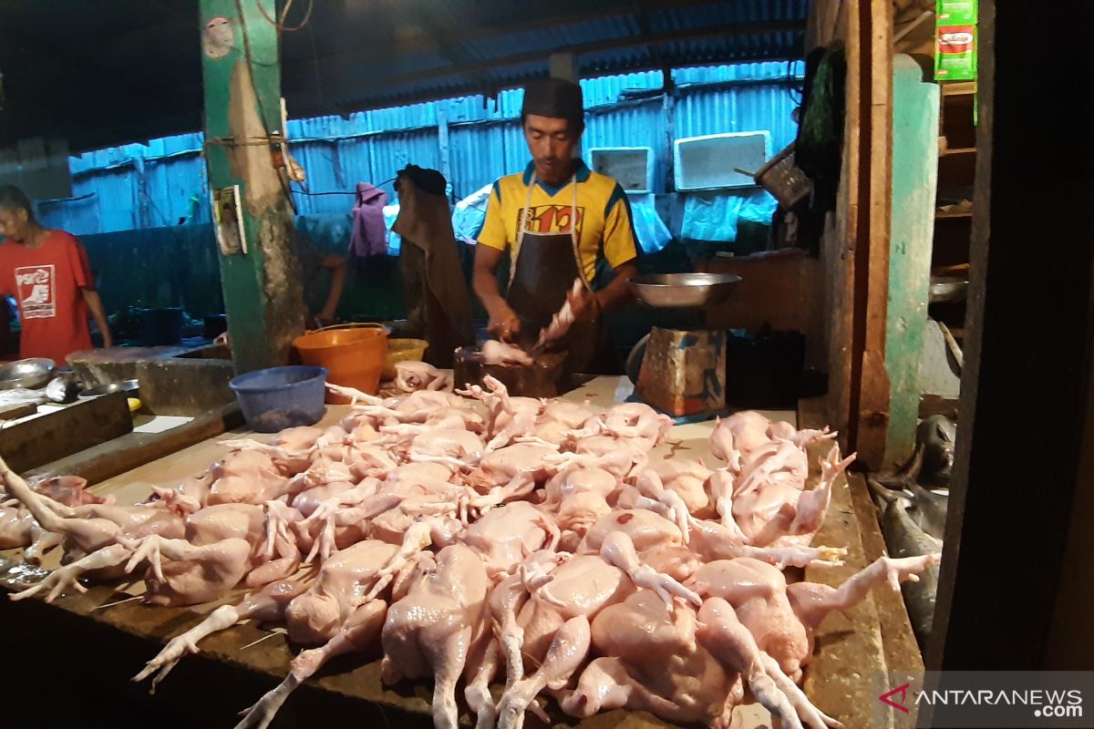 Rendahnya ketersedian DOC broiler dorong kanaikan ayam daging di Kalbar