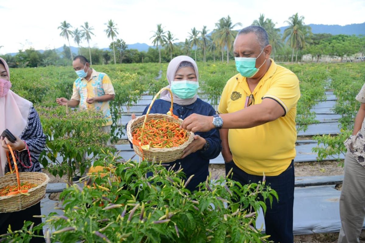 Gubernur Gorontalo dorong masyarakat mandiri pangan