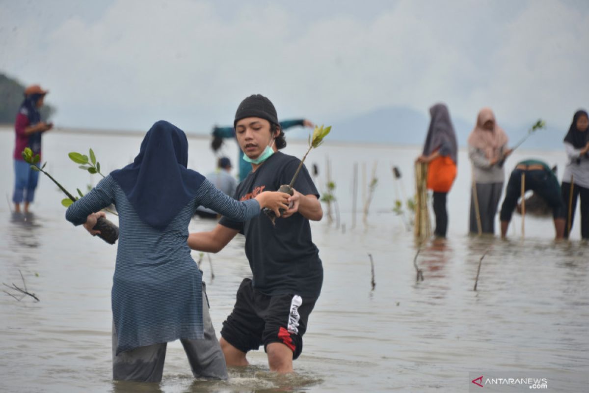 KKPl bangun pembibitan mangrove di Pasuruan