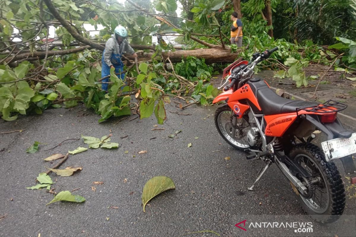 Dua pohon tumbang tutupi jalan di Bengkulu Selatan