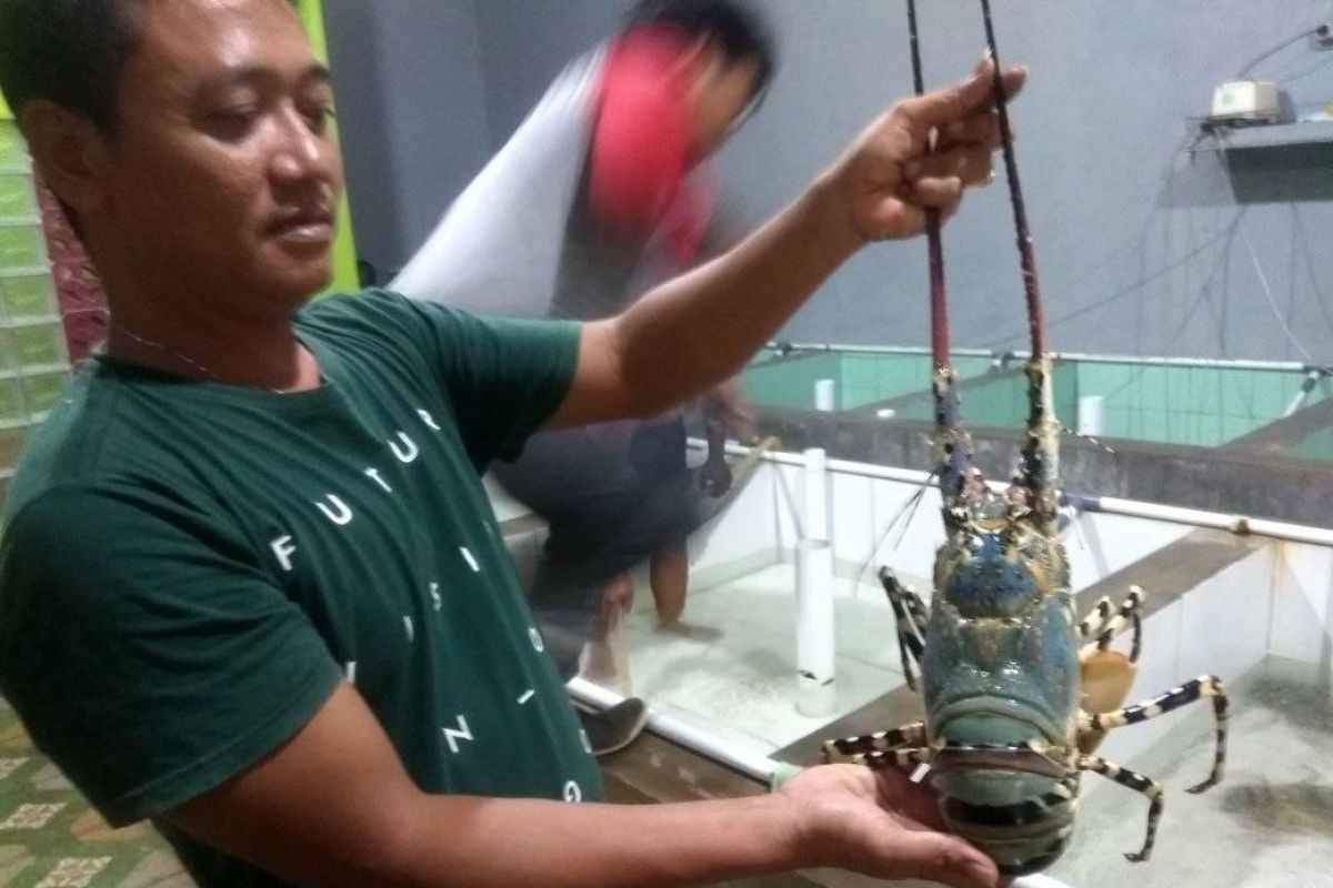 Nelayan Lebak selatan  raup keuntungan dari panen udang lobster