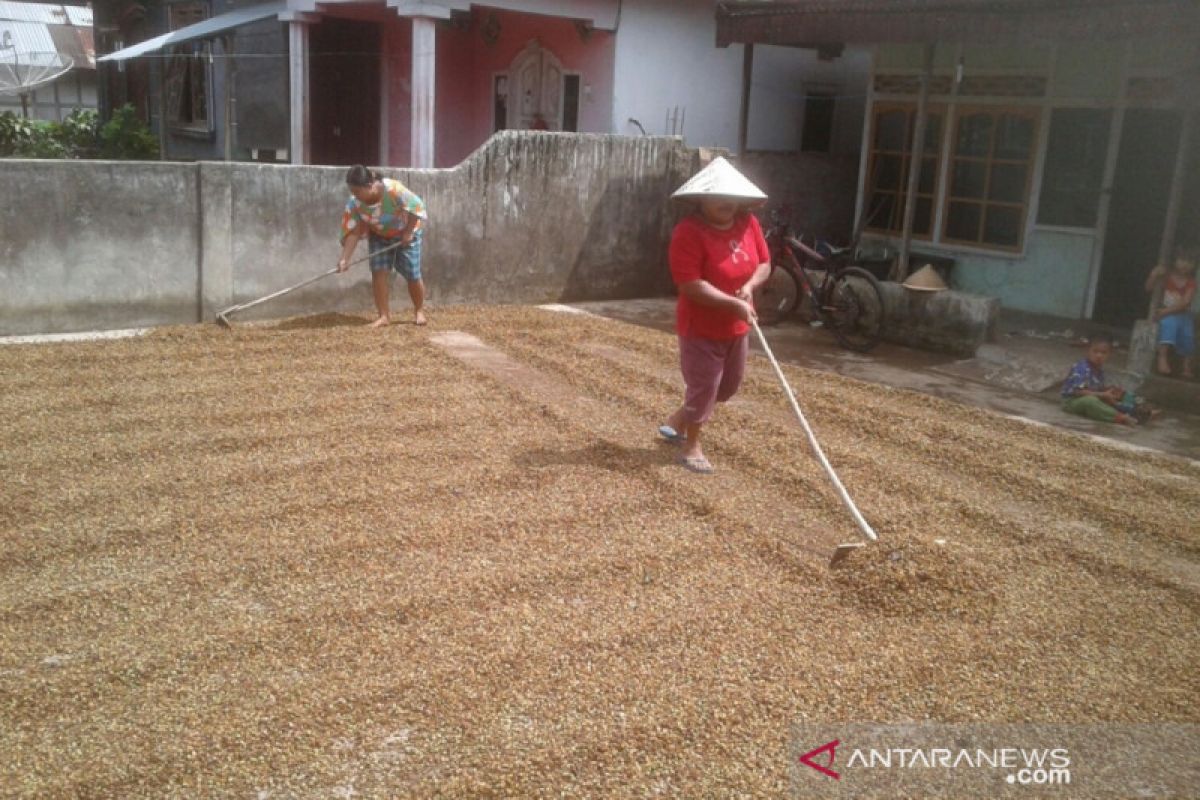 Lima kecamatan di Rejang Lebong  kembangkan tanaman kopi arabika