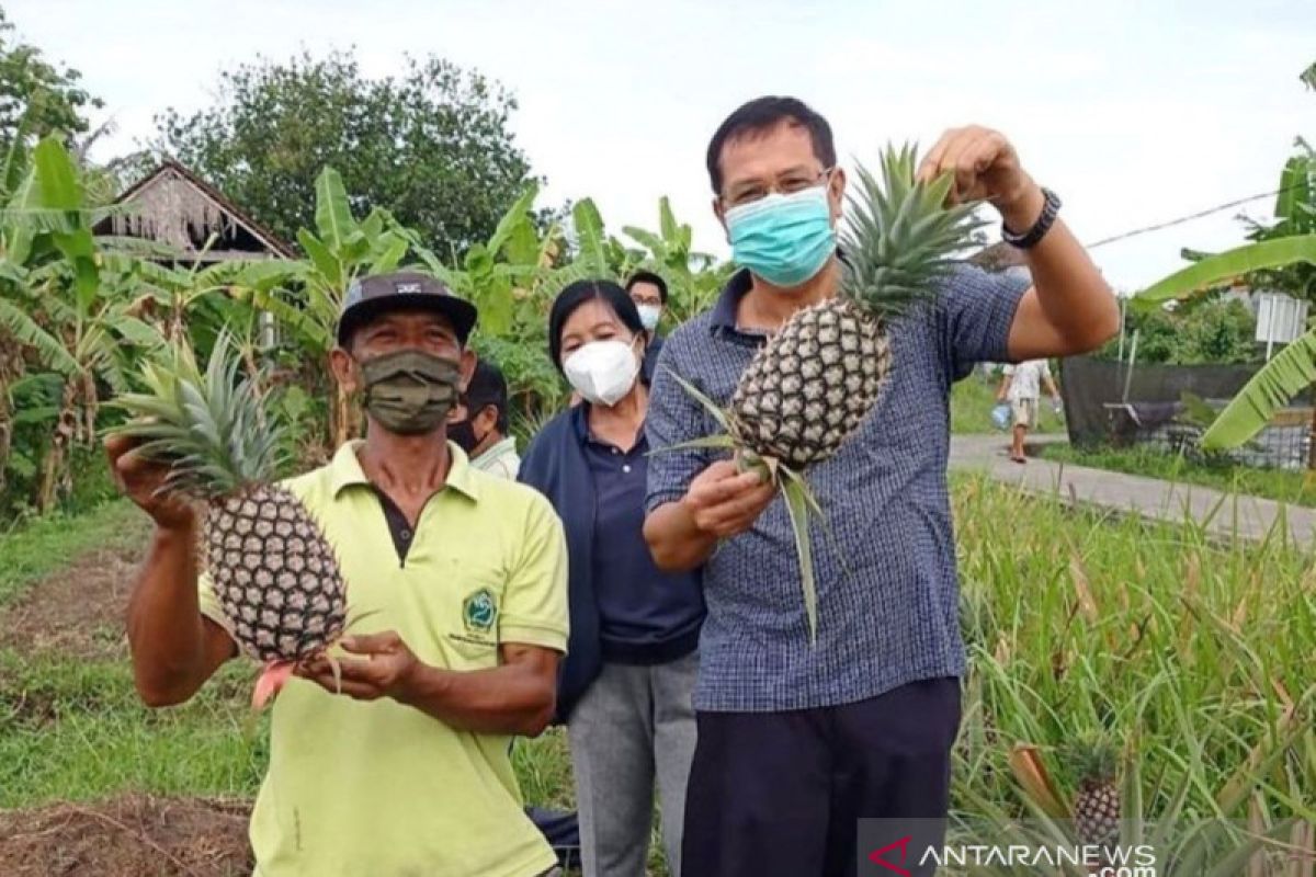 Dinas Pertanian Denpasar budidayakan nanas madu asal Subang
